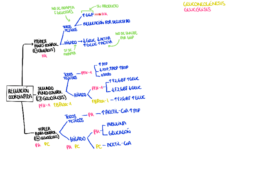 Miniatura del documento Regulación-coordinada-glucólisis-y-gluconeogenesis-ESQUEMA.pdf