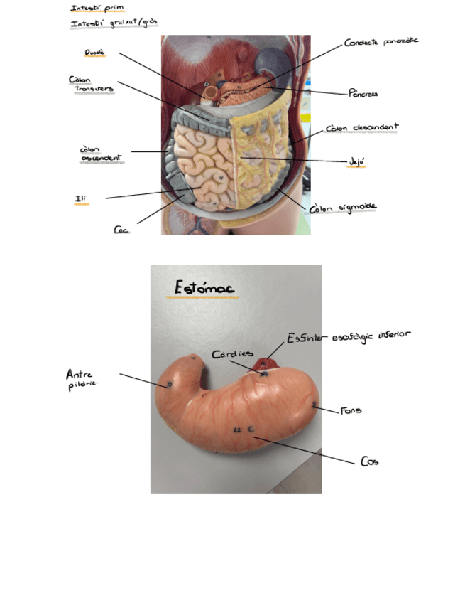Miniatura del documento Imatges-Examen-Practiques.pdf