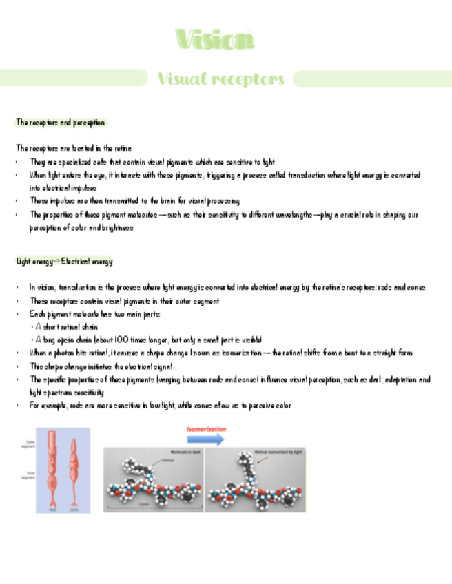 Miniatura del documento Psychology-of-Perception-Notes-Vision-Visual-receptors.pdf