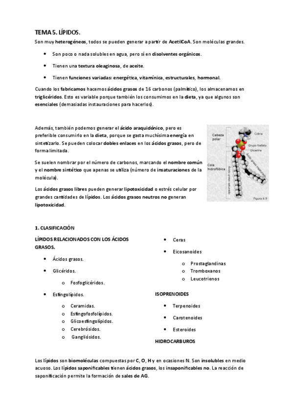 Miniatura del documento TEMA-5.-Lipidos..pdf