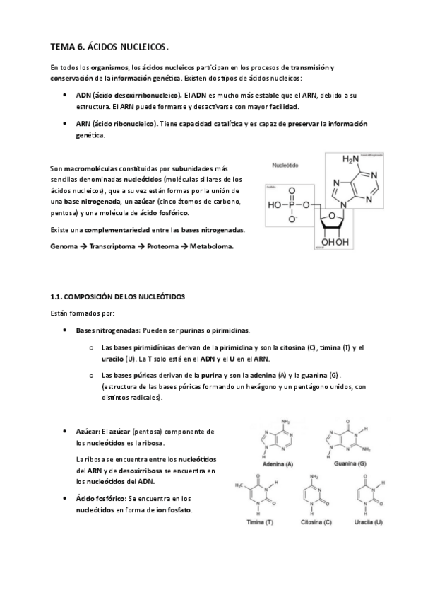 Miniatura del documento TEMA-6.-Acidos-nucleicos.pdf