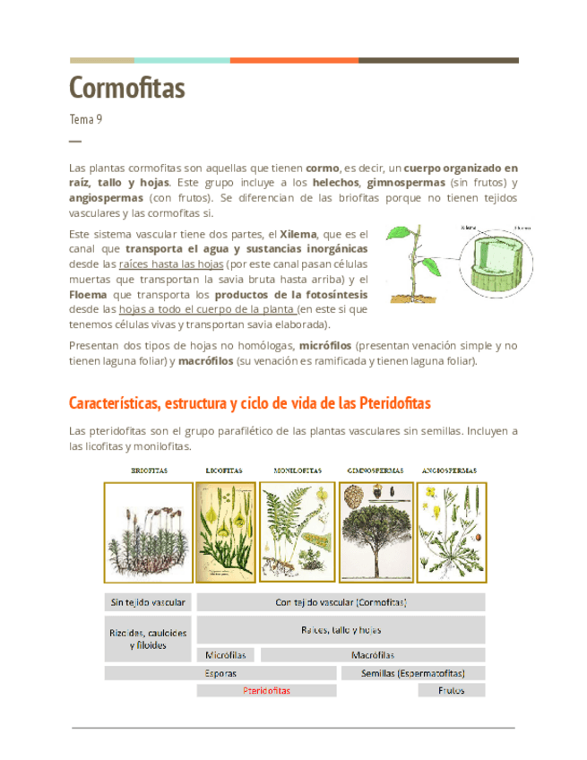 Miniatura del documento Tema-9-Cormofitas.pdf