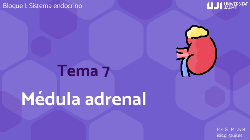 Miniatura del documento T7.-Medula-adrenal.pdf