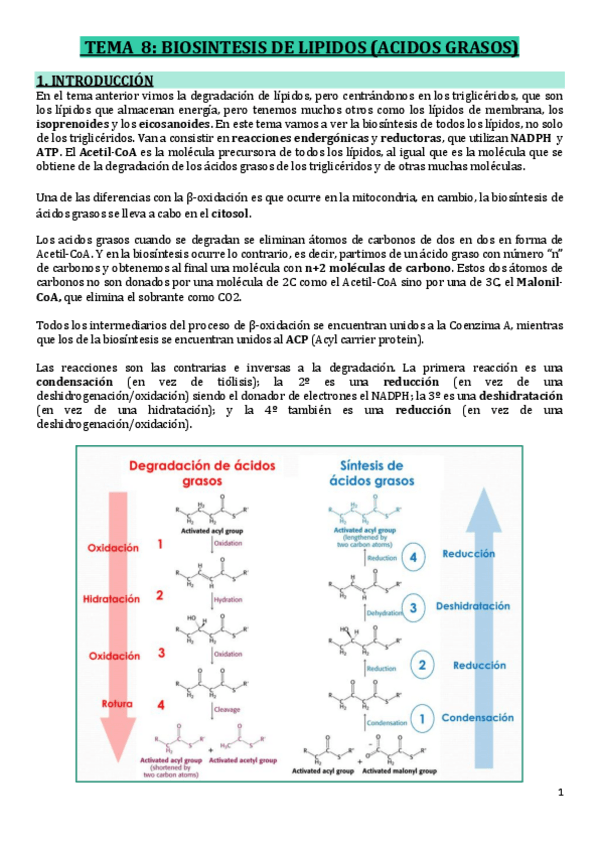 Miniatura del documento T8-BIOSINTESIS-DE-LIPIDOS.pdf
