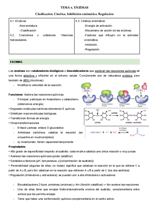 Miniatura del documento TEMA-4.-ENZIMAS.pdf