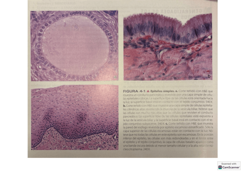 Miniatura del documento HISTOLOGIA-FOTOGRAFIAS-DEL-ROSS.pdf