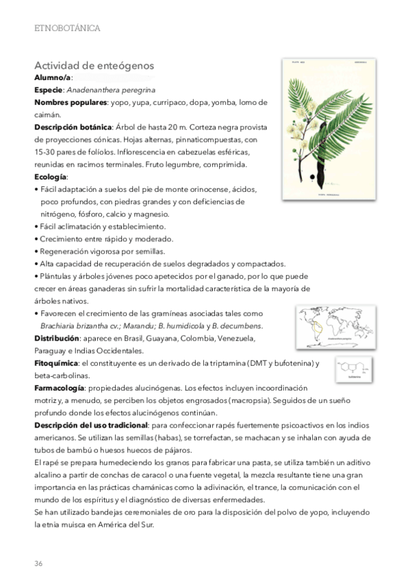Miniatura del documento Actividad-de-los-enteogenos.pdf