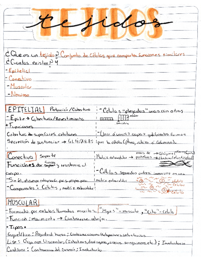 Miniatura del documento Sistema-Digestivo.pdf