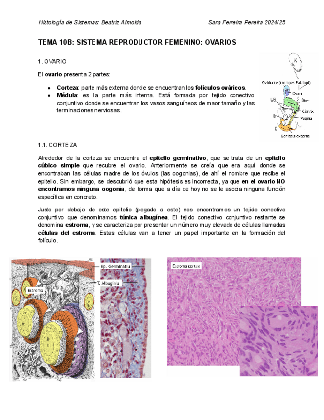 Miniatura del documento 10B.-Reproductor-Femenino-Ovarios.pdf