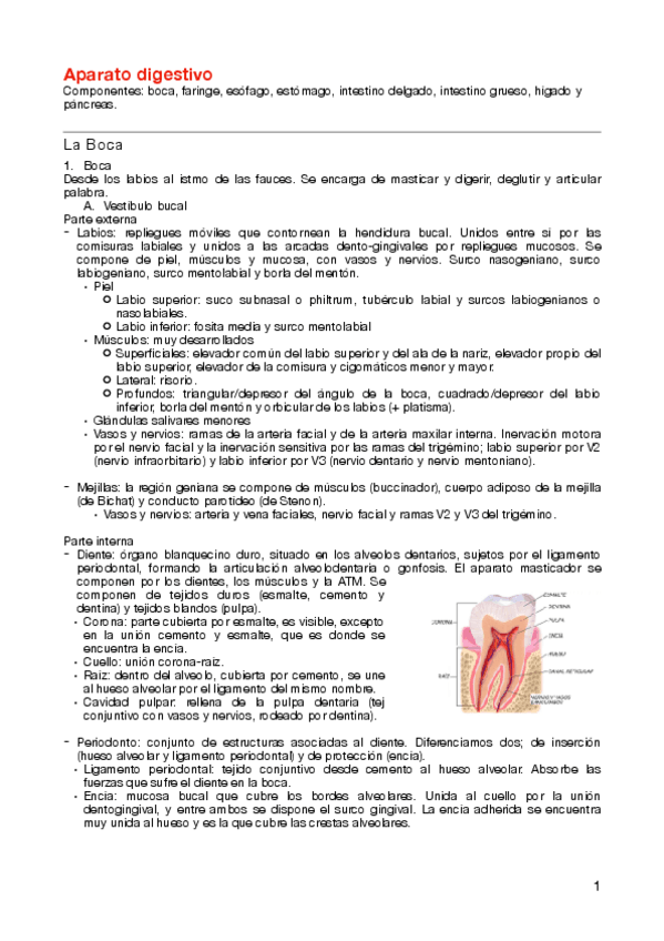 Miniatura del documento Aparato-digestivo.pdf