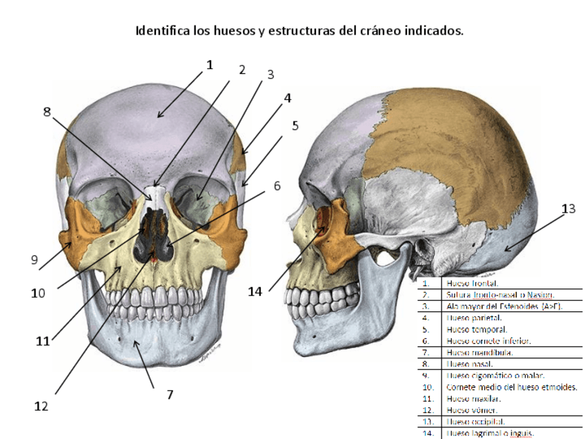 Miniatura del documento Practica-Craneo-1.pdf