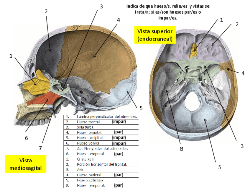 Miniatura del documento Practica-Craneo-2.pdf