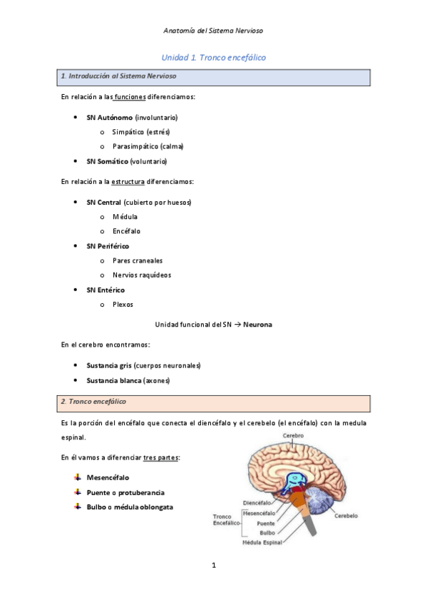 Miniatura del documento Anatomia-del-sistema-nervioso-parcial.pdf