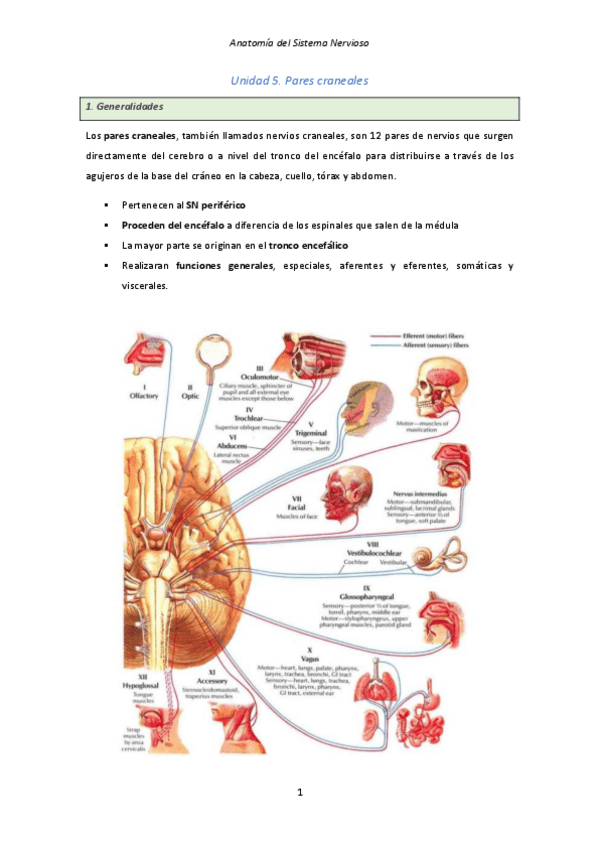 Miniatura del documento Anatomia-del-sistema-nervioso-examen-final.pdf