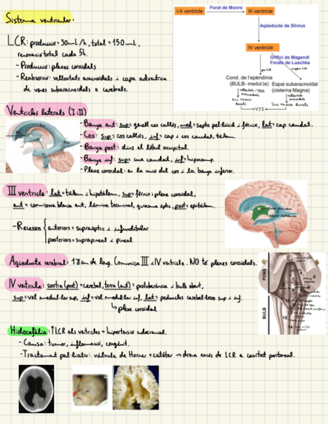 Miniatura del documento Resum-Sistema-Ventricular.pdf