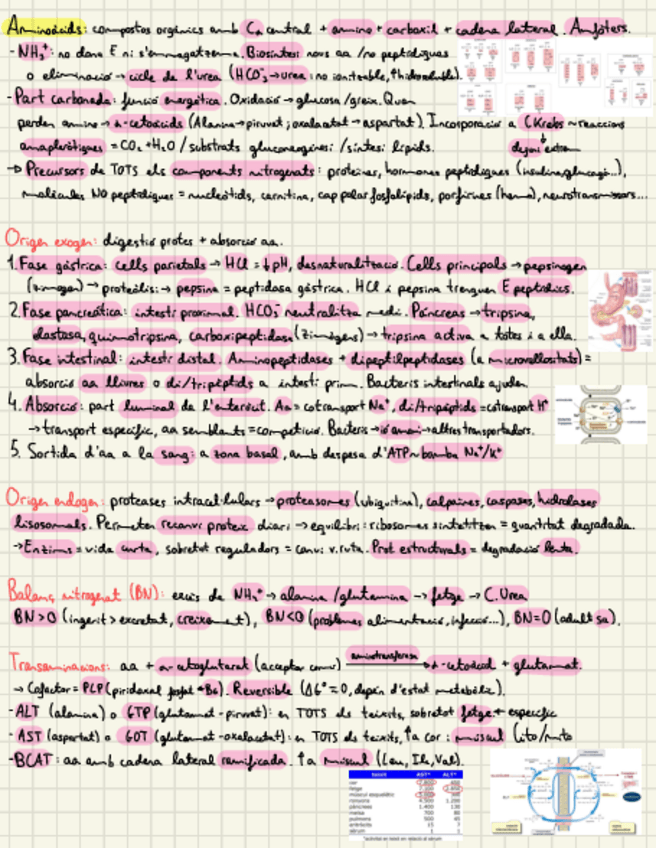 Miniatura del documento Compostos-Nitrogenats.pdf