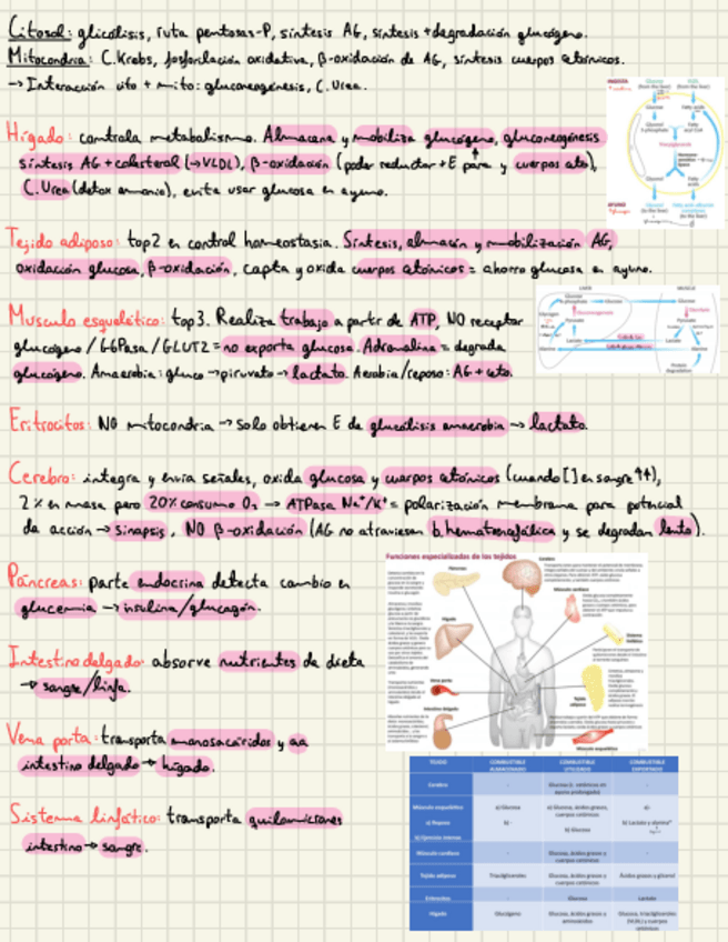 Miniatura del documento Interrelaciones-Metabolicas.pdf