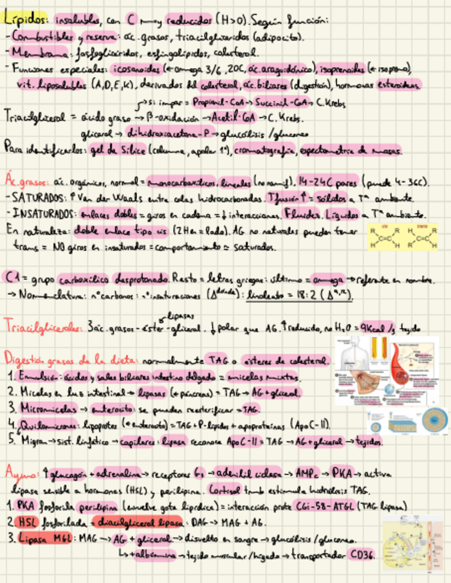 Miniatura del documento Lipidos.pdf