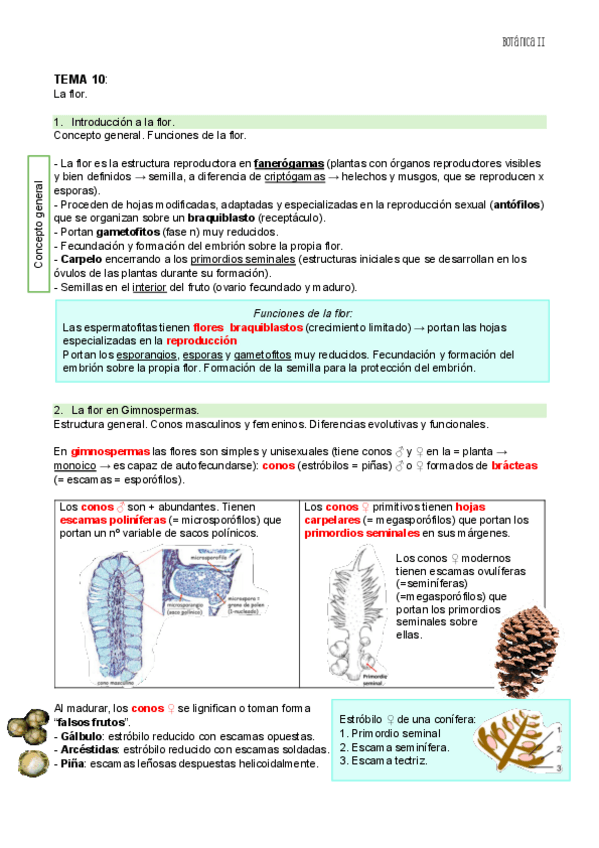 Miniatura del documento TEMA-10-BOT-II.pdf