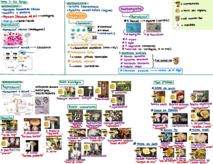 Miniatura del documento ESQUEMAS-HONGOS.pdf