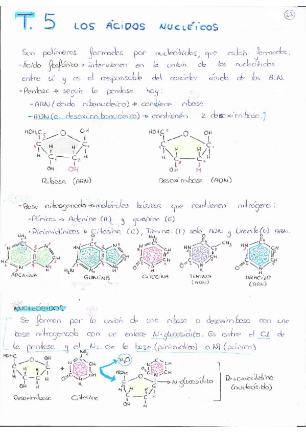 Miniatura del documento Tema-5-Los-Acidos-Nucleicos.pdf