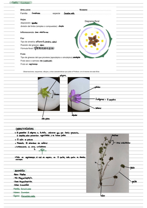 Miniatura del documento practicas-botanica-muy-completas-II.pdf