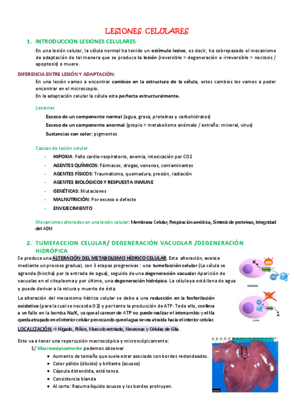 Miniatura del documento Ficha-Lesion-celular.pdf