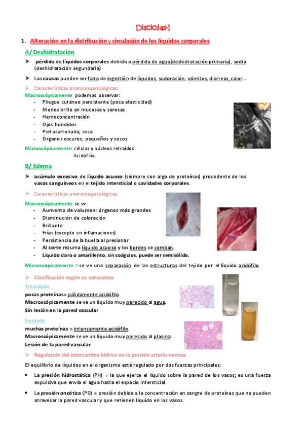 Miniatura del documento Ficha-Disciclias-I-II-III.pdf