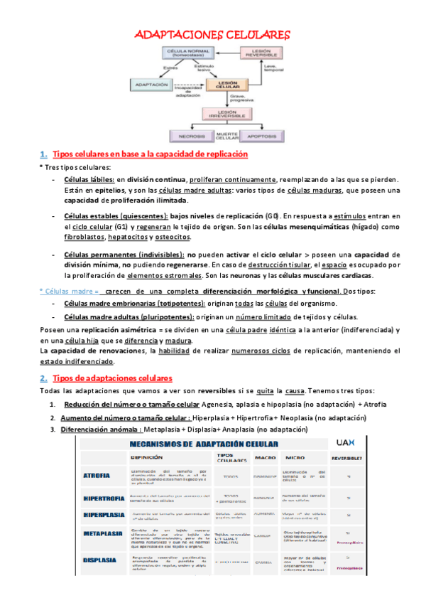 Miniatura del documento Ficha-Generalidades-de-la-Adaptacion.pdf