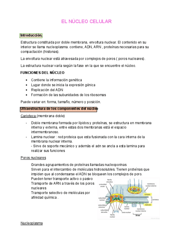 Miniatura del documento EL-NUCLEO-CELULAR-tema-6.pdf