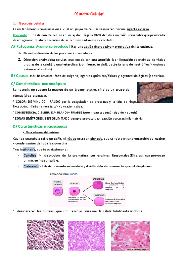 Miniatura del documento Ficha-Muerte-Celular.pdf
