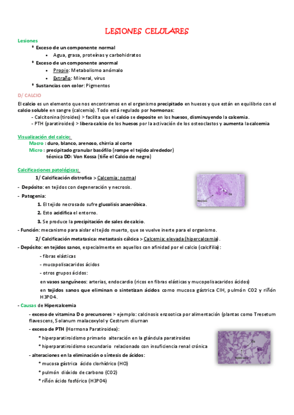 Miniatura del documento Ficha-Lesion-celular-II.pdf