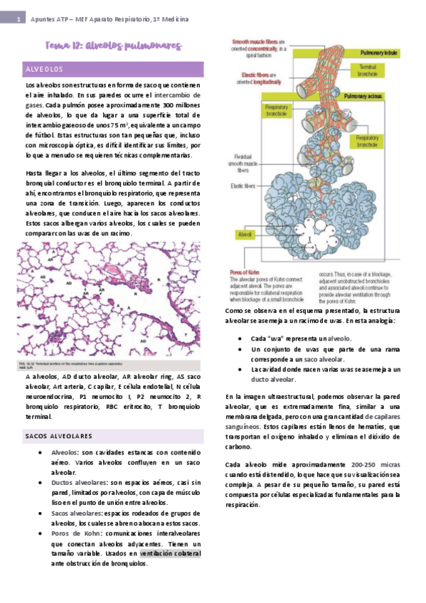 Miniatura del documento tema-12-ap-respiratorio.pdf