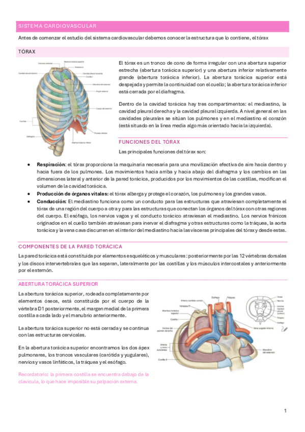 Miniatura del documento Sistema-cardiovascular-2025.pdf