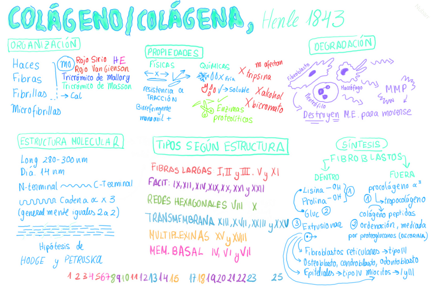 Miniatura del documento Esquemas-y-dibujos-celulas-intrinsecas-tejido-conjuntivo-y-datos-del-colageno-Nubarr.pdf