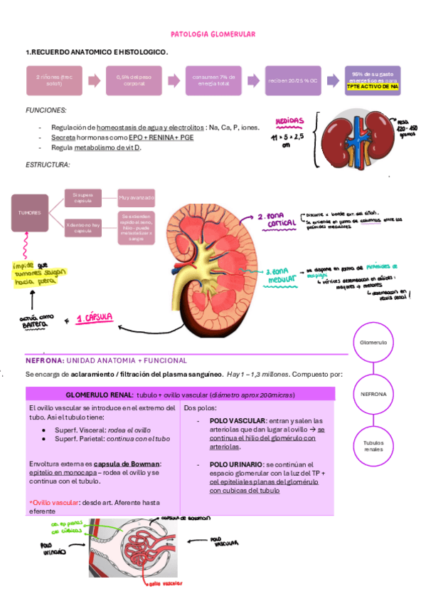 Miniatura del documento TODO-NEFRO-resumido.pdf
