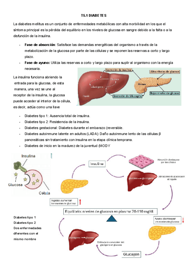 Miniatura del documento APUNTES-COMPLETOS-T5.1-DIABETES-JOSE-MANUEL.pdf