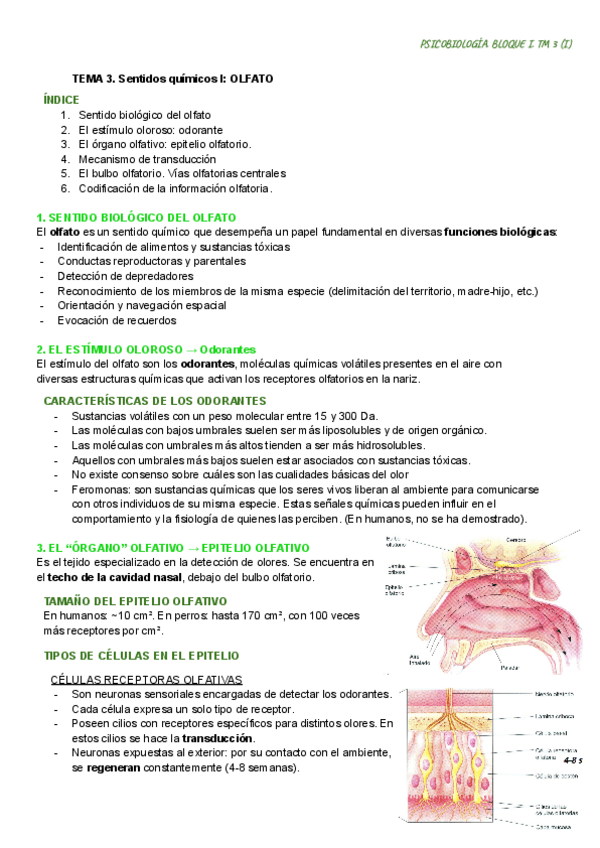 Miniatura del documento TEMA-3.-PSB.pdf