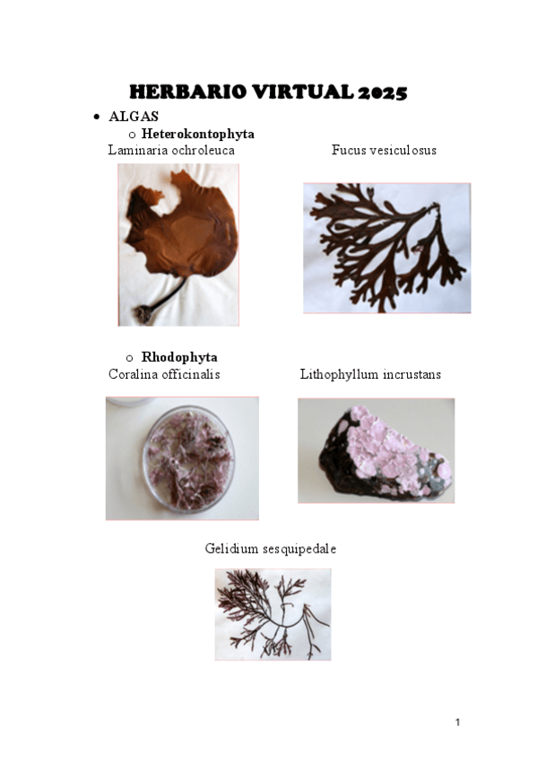 Miniatura del documento Visu.pdf