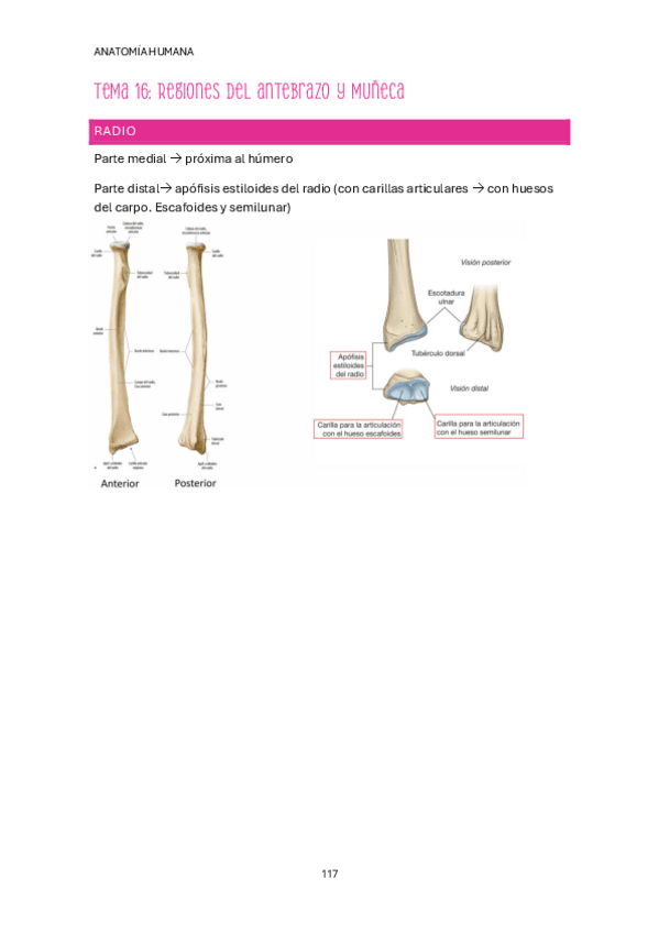 Miniatura del documento Tema-16-18.pdf