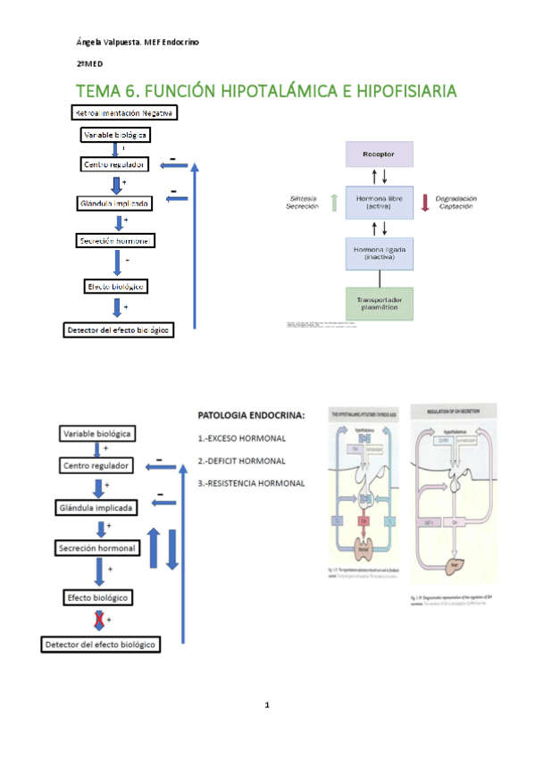 Miniatura del documento T.6.-ENDOCRINO-Funcion-hipotalamica-e-hipofisiaria.pdf