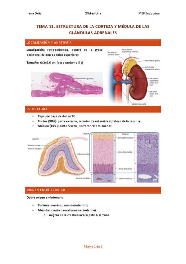 Miniatura del documento T.13-ENDOCRINO-histo-suprarenales.pdf