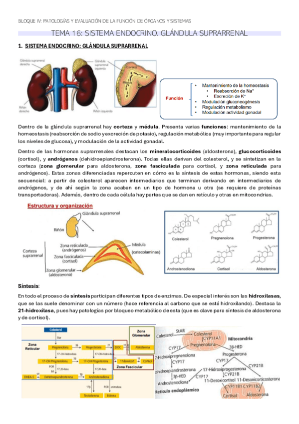 Miniatura del documento TEMA-16-BQ.pdf
