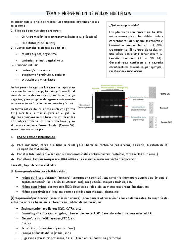 Miniatura del documento T1-Preparacion-de-acidos-nucleicos.pdf