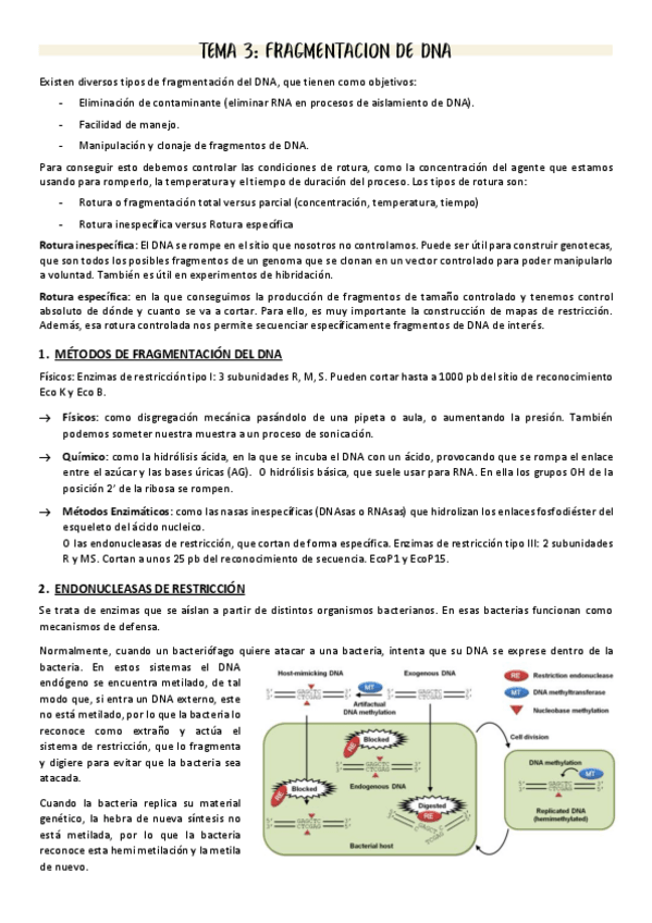 Miniatura del documento T3-Fragmentacion-del-DNA.pdf