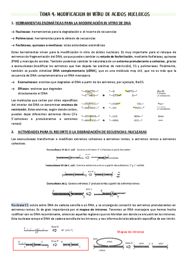Miniatura del documento T4-Modificacion-in-vitro-de-acidos-nucleicos.pdf