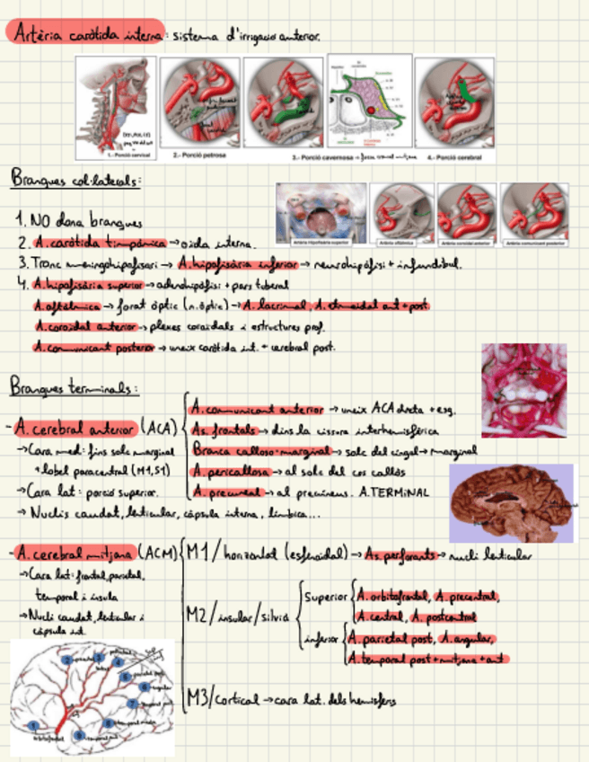 Miniatura del documento Vascularitzacio.pdf