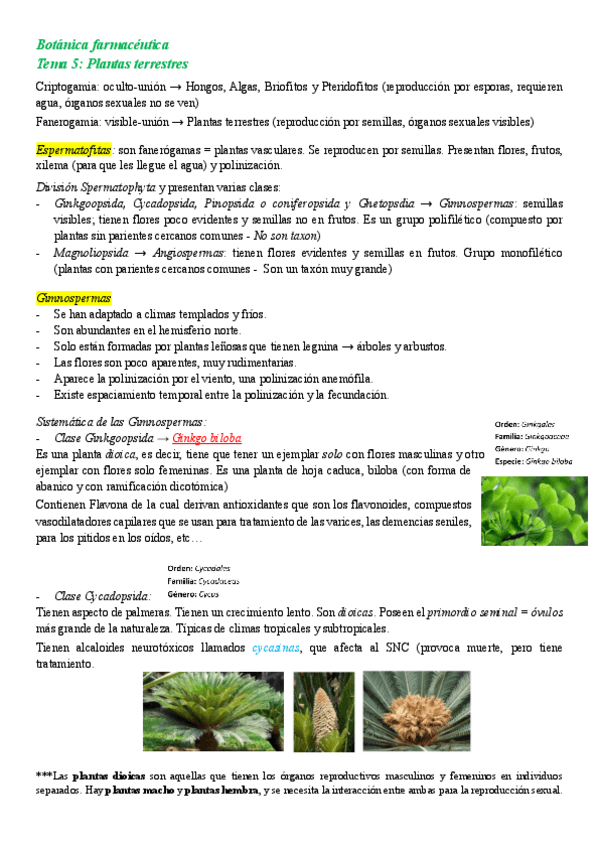 Miniatura del documento Gimnospermas.pdf