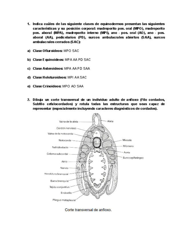 Miniatura del documento test-pt1-equinodermos.pdf