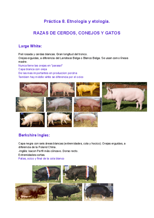 Miniatura del documento Practica-5-Razas-Gato-Cerdo-Conejo.pdf.pdf